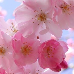 Meet your Posher, Silvia